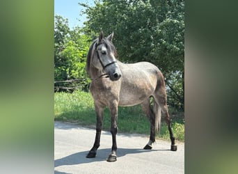 More ponies/small horses, Mare, 5 years, 13,3 hh, Gray