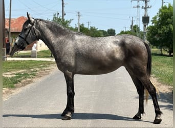 More ponies/small horses, Mare, 5 years, 13,3 hh, Gray