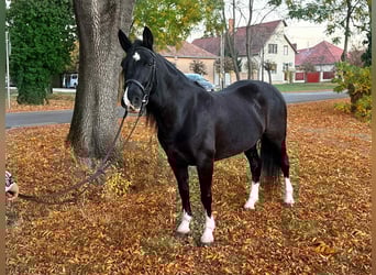 More ponies/small horses, Mare, 5 years, 14.1 hh, Black
