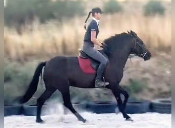 More ponies/small horses Mix, Mare, 5 years, 14.1 hh, Black More ponies/small horses Mix, Mare, 5 years, 14.1 hh, Black