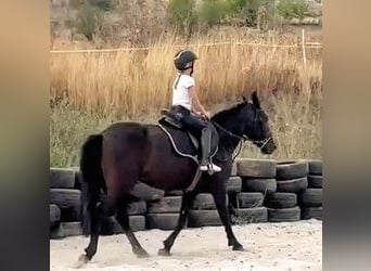 More ponies/small horses Mix, Mare, 5 years, 14.1 hh, Black More ponies/small horses Mix, Mare, 5 years, 14.1 hh, Black