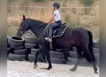 More ponies/small horses Mix, Mare, 5 years, 14.1 hh, Black More ponies/small horses Mix, Mare, 5 years, 14.1 hh, Black
