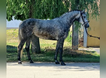 More ponies/small horses, Mare, 5 years, 14.1 hh, Grey-Dapple