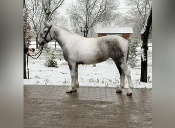 More ponies/small horses, Mare, 5 years, 14.1 hh, Pinto