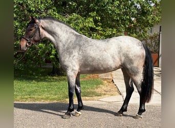 More ponies/small horses, Mare, 5 years, 14.1 hh, Roan-Blue
