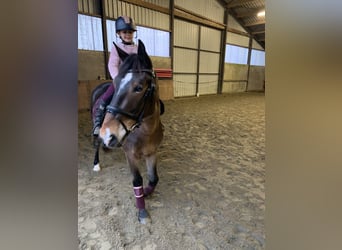 More ponies/small horses, Mare, 5 years, 14.2 hh, Brown