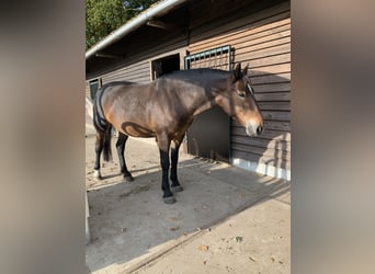 More ponies/small horses, Mare, 5 years, 14.2 hh, Brown
