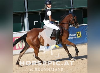 More ponies/small horses, Mare, 5 years, 14.2 hh, Brown