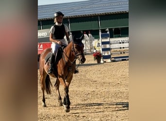 More ponies/small horses, Mare, 5 years, 14.2 hh, Brown