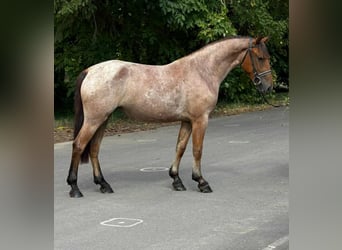 More ponies/small horses, Mare, 5 years, 14.2 hh, Roan-Red More ponies/small horses, Mare, 5 years, 14.2 hh, Roan-Red