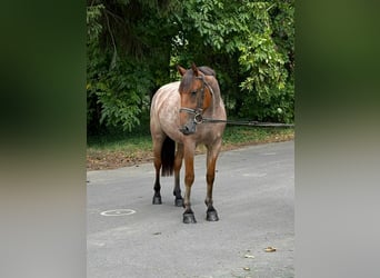 More ponies/small horses, Mare, 5 years, 14.2 hh, Roan-Red More ponies/small horses, Mare, 5 years, 14.2 hh, Roan-Red