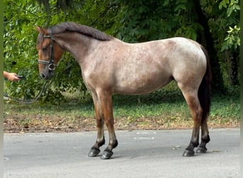 More ponies/small horses, Mare, 5 years, 14.2 hh, Roan-Red More ponies/small horses, Mare, 5 years, 14.2 hh, Roan-Red