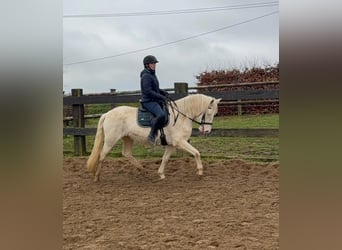 More ponies/small horses, Mare, 5 years, 14.3 hh, Cremello