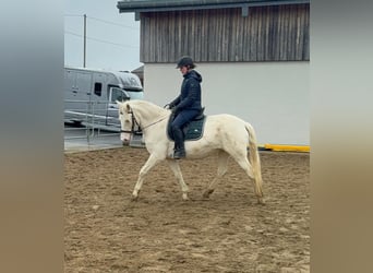 More ponies/small horses, Mare, 5 years, 14.3 hh, Cremello
