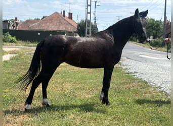 More ponies/small horses, Mare, 5 years, 14 hh, Black