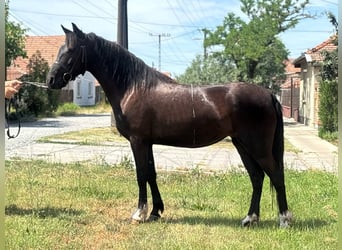 More ponies/small horses, Mare, 5 years, 14 hh, Black