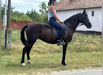 More ponies/small horses, Mare, 5 years, 14 hh, Black