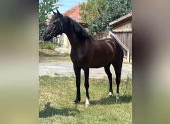 More ponies/small horses, Mare, 5 years, 14 hh, Black