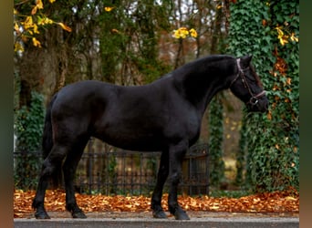 More ponies/small horses, Mare, 5 years, 14 hh, Black