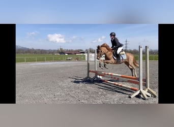 More ponies/small horses, Mare, 5 years, 14 hh, Chestnut-Red