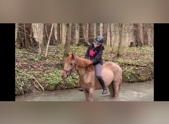 More ponies/small horses, Mare, 5 years, 14 hh, Chestnut-Red