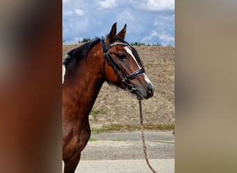 More ponies/small horses, Mare, 5 years, 14 hh, Pinto
