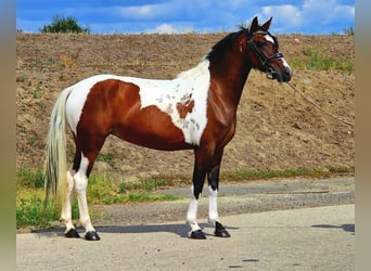 More ponies/small horses, Mare, 5 years, 14 hh, Pinto