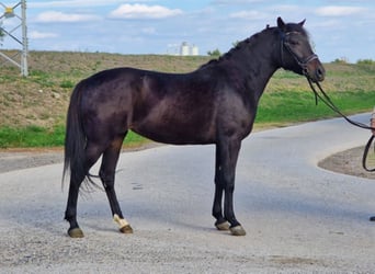 More ponies/small horses, Mare, 5 years, 14,1 hh, Bay-Dark