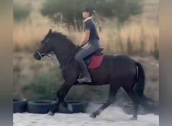 More ponies/small horses Mix, Mare, 5 years, 14,1 hh, Black