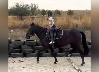 More ponies/small horses Mix, Mare, 5 years, 14,1 hh, Black