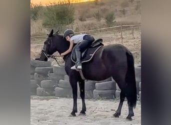 More ponies/small horses Mix, Mare, 5 years, 14,1 hh, Black