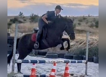 More ponies/small horses Mix, Mare, 5 years, 14,1 hh, Black