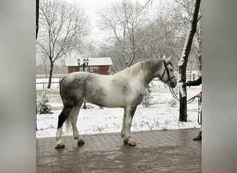 More ponies/small horses, Mare, 5 years, 14,1 hh, Pinto