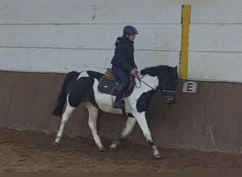 More ponies/small horses, Mare, 5 years, 14,1 hh, Pinto