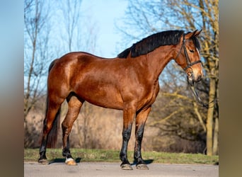 More ponies/small horses, Mare, 5 years, 14,2 hh, Brown