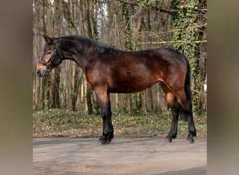More ponies/small horses, Mare, 5 years, 14,2 hh, Brown