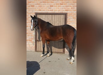 More ponies/small horses, Mare, 5 years, 14,2 hh, Brown