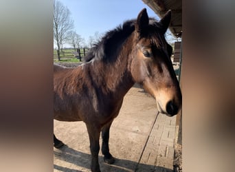 More ponies/small horses, Mare, 5 years, 14,2 hh, Brown