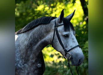 More ponies/small horses, Mare, 5 years, 14,2 hh, Grey-Dapple