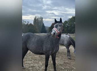 More ponies/small horses, Mare, 5 years, 14,2 hh, Grey