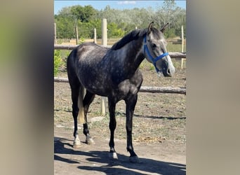 More ponies/small horses, Mare, 5 years, 14,2 hh, Grey