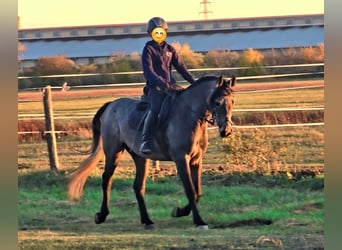 More ponies/small horses, Mare, 5 years, 14,2 hh, Grey-Red-Tan