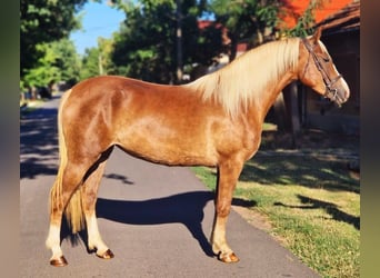More ponies/small horses Mix, Mare, 5 years, 14,3 hh, Palomino