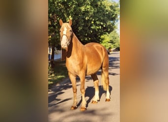 More ponies/small horses Mix, Mare, 5 years, 14,3 hh, Palomino