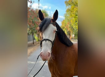 More ponies/small horses, Mare, 5 years, 15.1 hh, Brown
