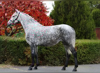 More ponies/small horses, Mare, 5 years, 15 hh, Grey-Dapple