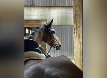 More ponies/small horses, Mare, 5 years, 15,1 hh, Bay-Dark
