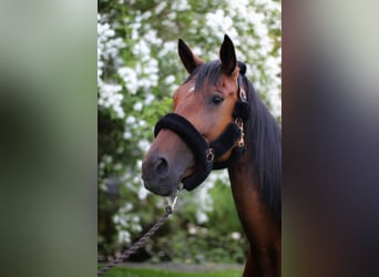 More ponies/small horses, Mare, 5 years, 15,1 hh, Bay-Dark