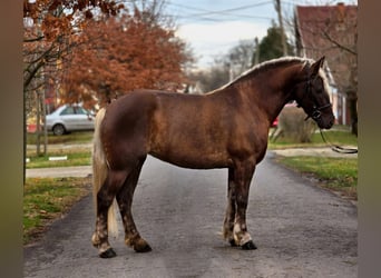 More ponies/small horses, Mare, 5 years, 15,1 hh, Brown