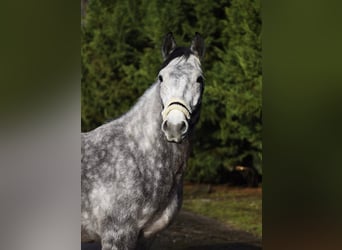 More ponies/small horses, Mare, 5 years, 15,1 hh, Grey-Dapple